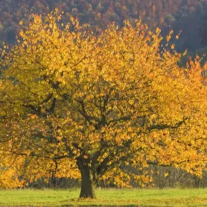 cherry tree - beautiful cherry tree with brightly coloured orange and yellow autumn foliage grows on a meadow - Baden-Wuerttemberg, Germany cherry tree - beautiful cherry tree with brightly coloured orange and yellow autumn foliage grows on a meadow - Baden-Wuerttemberg, Germany