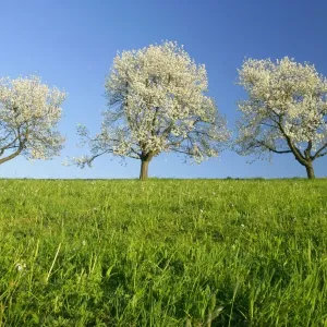 Cherry trees three flowering cherry trees in a row against blue sky in early spring Baden-Wuerttemberg, Germany Cherry trees three flowering cherry trees in a row against blue sky in early spring Baden-Wuerttemberg, Germany