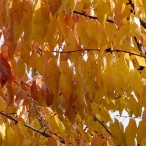 Cherrys leaves in autumn. Alsace - France Cherrys leaves in autumn. Alsace - France