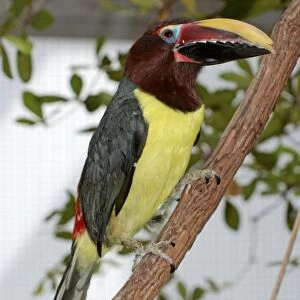Chestnut-eared Aracari - forests of central South America