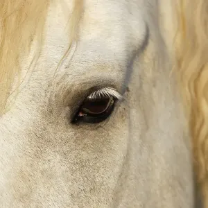Cheval camargue Cheval camargue