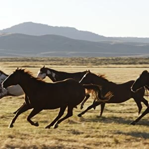 cheval de la race "Quarter horse" et/ou "Paint" des USA