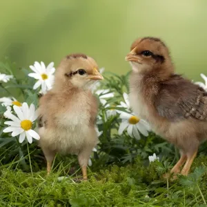 CHICK - Chicks in flowers
