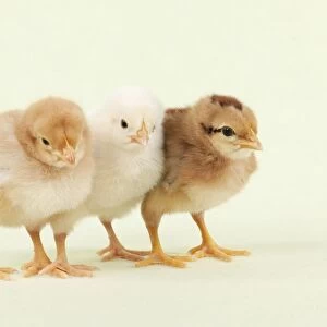 CHICK - Chicks standing together