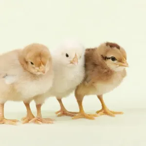 CHICK - Chicks standing together
