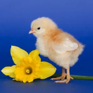 Chick with daffodil - UK