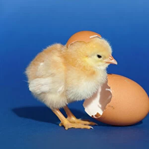Chick with an egg shell - UK