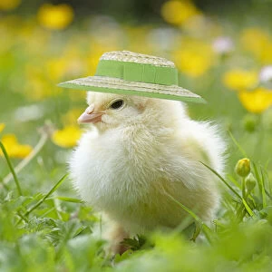 Chick, in grass with buttercups and daisies wearing Easter bonnet in spring