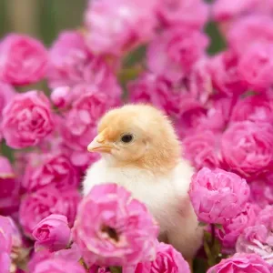 Chick - amongst Pink Roses - Cornwall - UK