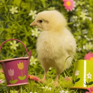 Chicken - chick amongst flowers & ornaments