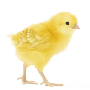 Chicken - chick in studio Chicken - chick in studio