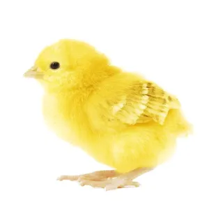 Chicken - chick in studio
