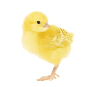 Chicken - chick in studio