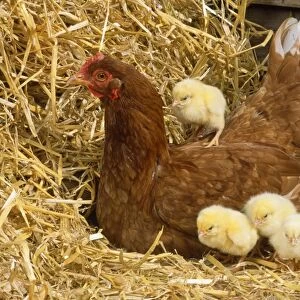 Chicken - with chicks