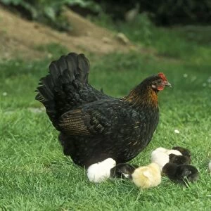Chicken With chicks