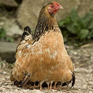 Chicken - with chicks sheltering under plumage - in farmyard