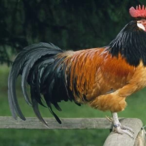 Chicken - cock sitting on fence