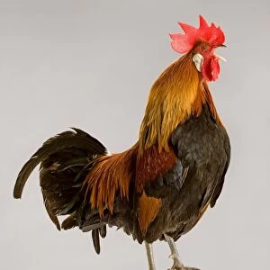 Chicken - cockerel standing on rugby ball in studio