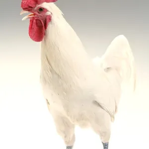 Chicken - Cockerel - white hybrid in studio
