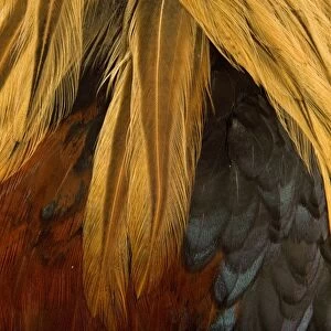 Chicken - Gallic Rooster / Cockerel - close-up of plumage