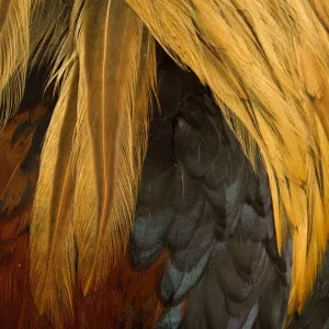 Chicken - Gallic Rooster / Cockerel - close-up of plumage