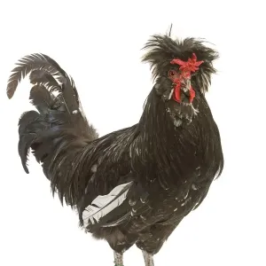 Chicken - Houdan breed - in studio
