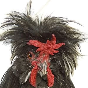 Chicken - Houdan breed - in studio