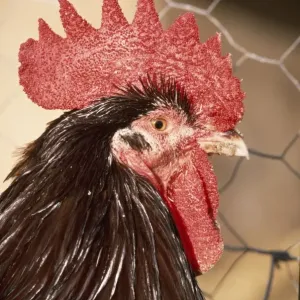 Chicken JD 2820 Speckled Sussex Fowl &copy; John Daniels ARDEA LONDON