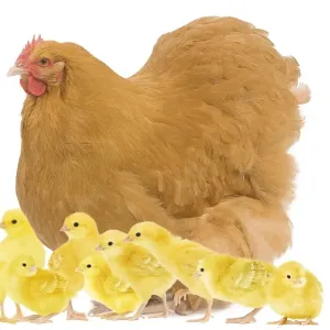 Chicken - Orpington Fawn in studio with chicks