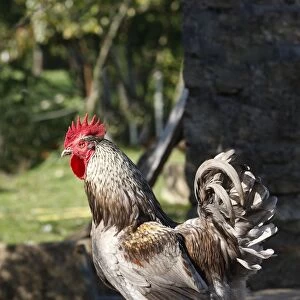 Chicken - rooster