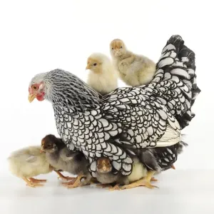 CHICKEN. Silver laced wyandotte with chicks CHICKEN. Silver laced wyandotte with chicks