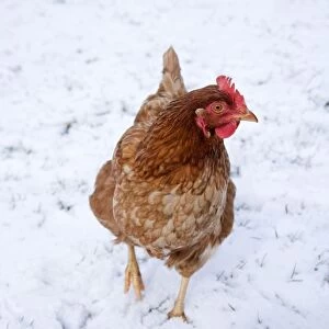 Chicken - in snow - Cornwall - UK
