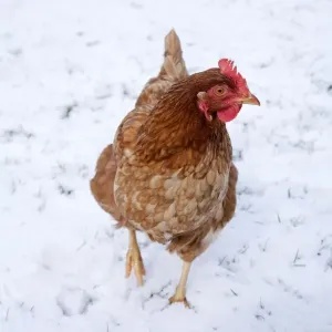 Chicken - in snow - Cornwall - UK