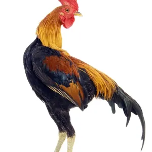 Chicken - in studio