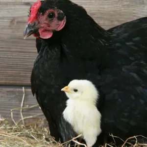 Chicken - wih chick