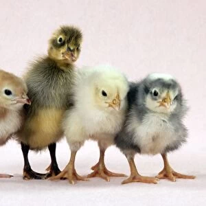 Chicks standing with duckling