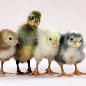 Chicks standing with duckling