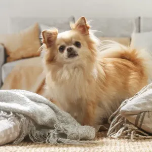 Chihuahua Chihuahua