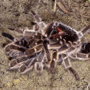 Chilean Rose Tarantula - leaving its moulting. formerly Phrixotrichus spatulata / roseus