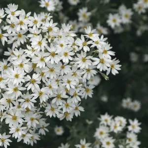 Chiliotrichum diffusum - Tierra del Fuego National Park - Argentina