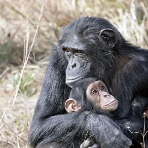 Chimpanzee - adult cuddling baby. Chimfunshi Chimp Reserve - Zambia - Africa
