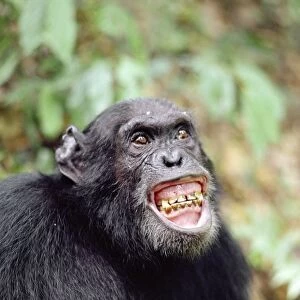 Chimpanzee AW 4935 “Gigi” excited by Colobus hunt, Gombe, Tanzania, Africa. Pan troglodytes © Adrian Warren / ardea. com