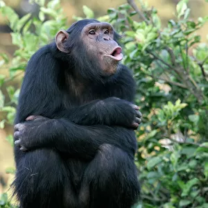 Chimpanzee - calling. Chimfunshi Chimp Reserve - Zambia - Africa