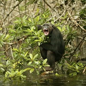 Chimpanzee Climbing on branches above water Concuati, Congo, Central Africa