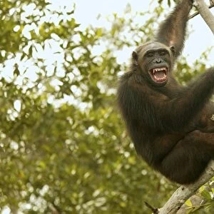 Chimpanzee Climbing tree Concuati, Congo, Central Africa