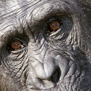 Chimpanzee - close-up of face. Chimfunshi Chimp Reserve - Zambia - Africa
