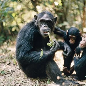 Chimpanzee - Fifi Ferdinand Faustina Gombe, Tanzania, Africa