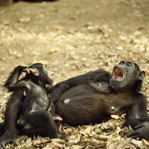 Chimpanzee - "Fifi" with one year old "Ferdinand"