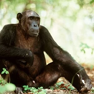 Chimpanzee FL 1018A Sitting down - Mahale mountains, Tanzania Pan troglodytes © Ferrero-Labat / ardea. com