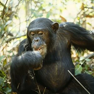 Chimpanzee - "Freud" alpha male 23 years old, eating Harungana Madagascar. Gombe, Tanzania, Africa
